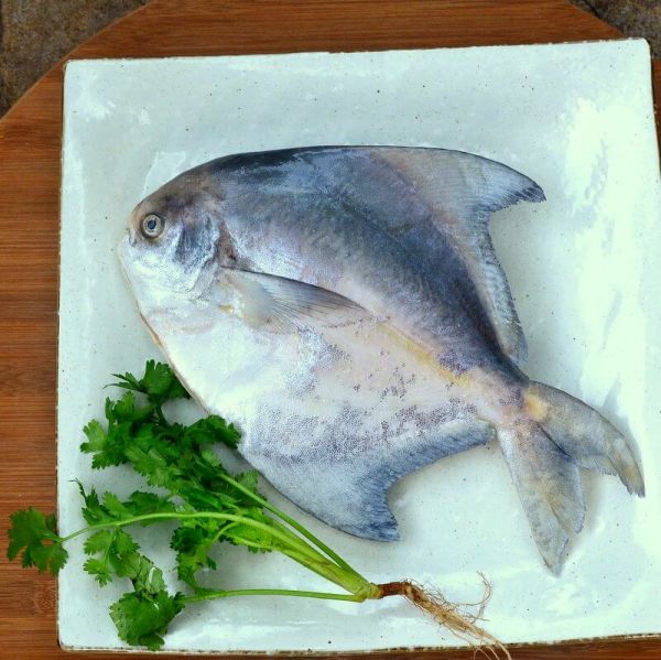 Local Chinese Pomfret Online